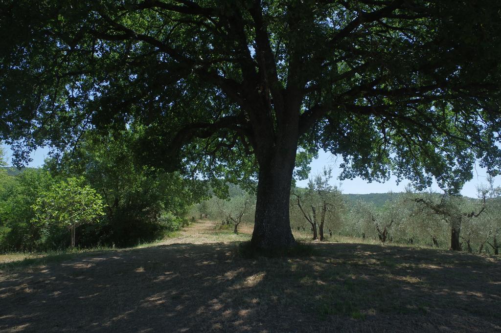Villa Borgo Buciardella à Baschi Extérieur photo
